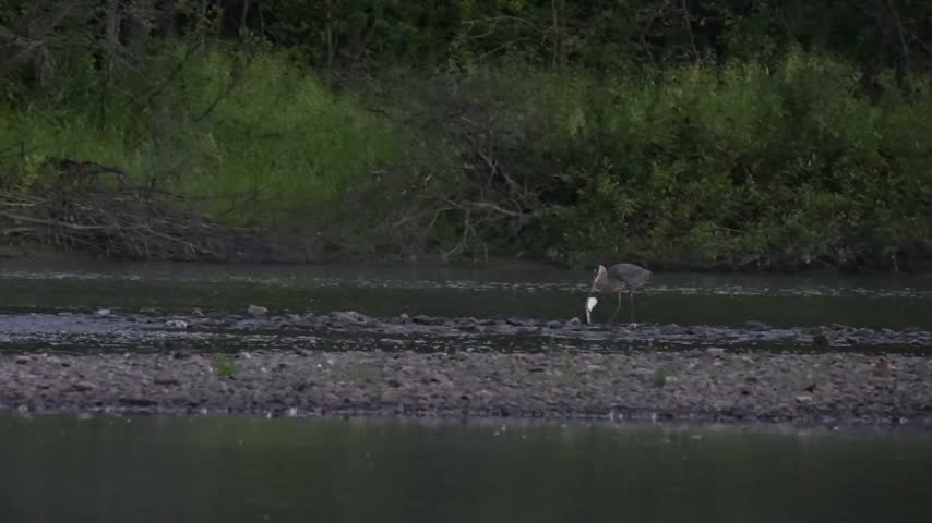 A great blue heron stands among rocks in a shallow section of a flowing river while attempting to swallow a very large fish. The heron lifts and maneuvers the fish in its bill, struggling to position the oversized prey for swallowing. Captured from a distance in slow motion, this wildlife footage shows a dramatic feeding behaviour in a natural freshwater river habitat.