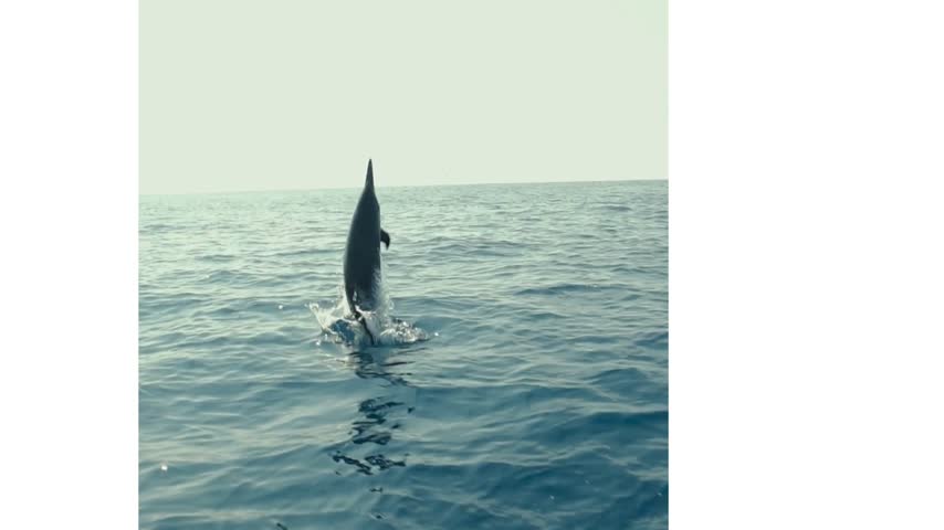 A playful dolphin leaps out of the water before diving gracefully back into the sea, capturing a beautiful moment of marine wildlife in motion.