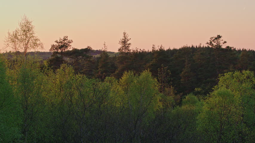 Locked-off view of birch and pine treetops in a forest beneath a soft pink sunset sky.