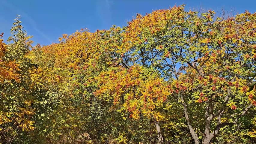 Autumn trees with colorful foliage under blue sky, panning right
