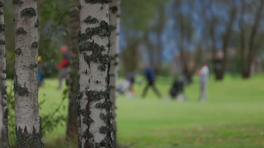 Close view of textured birch trunks as blurred people move across a spacious green park with trees and soft spring daylight