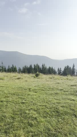 Scenic summer mountain landscape with green meadow, pine forest, and distant mountains under a clear blue sky.