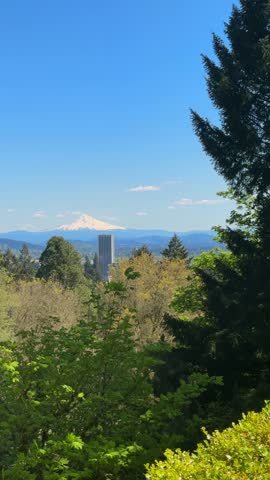 Snow covered Mount Hood rises beyond lush treetops and Portland city views from a tranquil Japanese garden