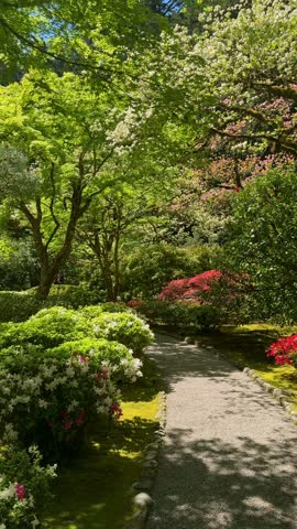 Curving gravel path through flowering azaleas, Japanese maple and moss in a sunlit Japanese garden in Portland