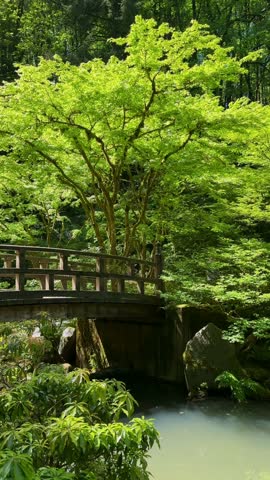Wooden bridge crossing a quiet pond beneath a vibrant Japanese maple in Portland Japanese Garden