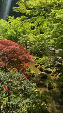 Sunlit Japanese garden stream winding through mossy rocks, red Japanese maple and flowering shrubs at Portland Japanese Garden