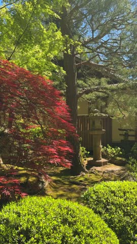 Sunlit Japanese garden foliage surrounds a stone lantern, red Japanese maple, moss and traditional architecture in Portland