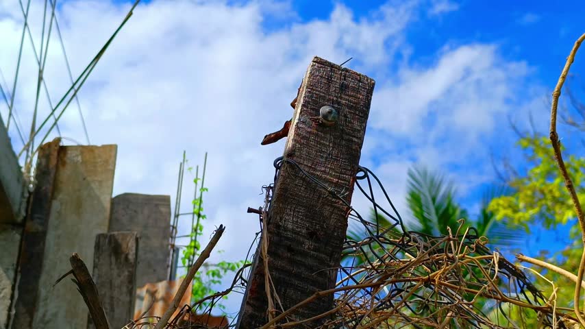 A small brown lizard resting on a weathered wooden fence post with wire against a bright blue sky with clouds in Guatemala Central America
