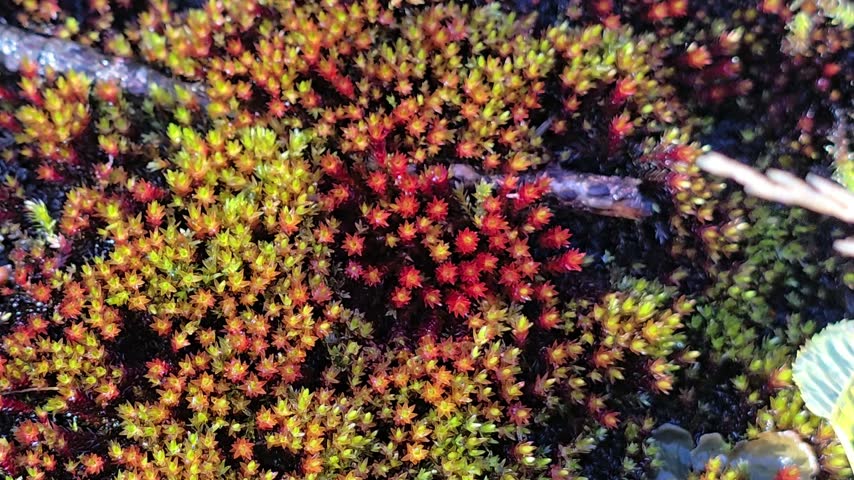 Multicolored Autumn Moss Covering a Dark Wet Granite Rock in the Forest.
Norway, Alver. Oktober