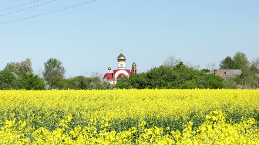 Yellow rapeseed field swaying in the wind with Orthodox church and rural houses in the background on a sunny spring day