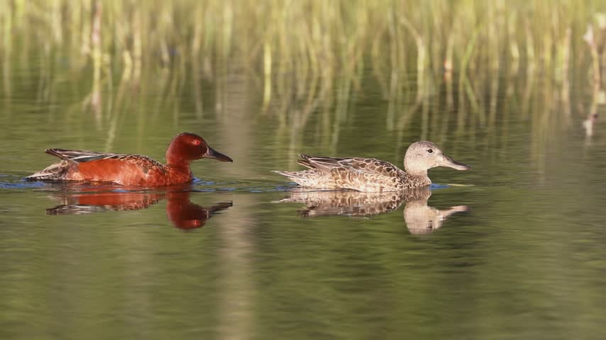 Cinnamon teal (Spatula cyanoptera) pair swimming past marsh grass as the drake dips its bill to drink, McCoy Flat Reservoir, Lassen County, California — slow motion.
