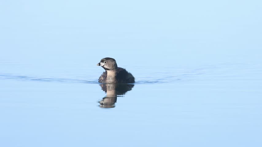 Pied-billed grebe (Podilymbus podiceps) swimming across calm water with a clean mirror reflection, McCoy Flat Reservoir, Lassen County, California.