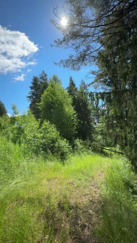 Sunlit Forest Trail Surrounded by Green Trees