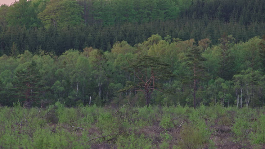 Locked-off telephoto view of a forest edge with pine and birch trees and low green shrubs in the foreground at dusk.
