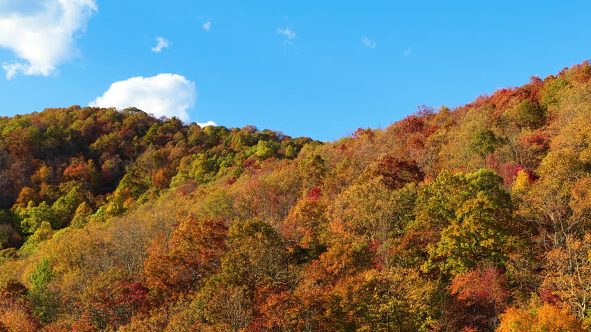Autumn forest stretching across Appalachian Mountains of North Carolina. Vibrant yellow, orange and crimson tree canopies cover rugged hillsides.