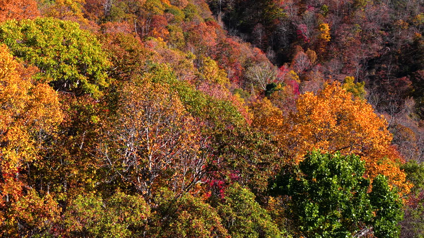 Lush forest in Appalachian Mountains of North Carolina displaying vibrant autumn colors. Dense tree canopies create spectacular natural landscape.