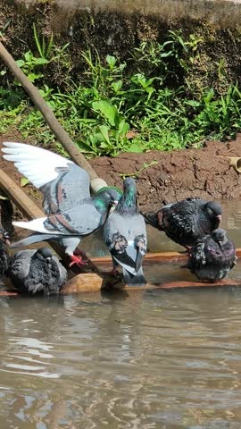 A group of pigeons bathing and refreshing themselves in a muddy puddle near a riverbank on a sunny day. Domestic pigeons splashing water, fluttering wings, and preening feathers outdoors in nature.