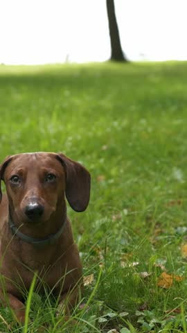 Brown dachshund dog in grassy park turns head while lying down, showcasing alertness and curiosity in a natural outdoor setting