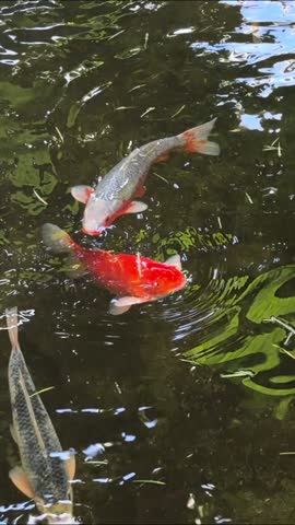 Colorful koi carp swim in a tranquil pond at a tropical conservatory in Vancouver, orange and white Japanese koi fish gliding through clear water in an indoor garden.