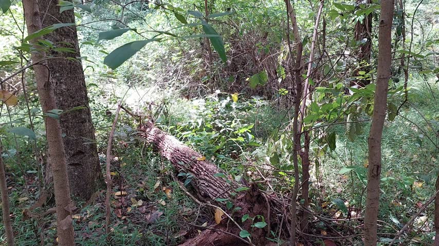 Fallen Tree Trunk in Dense Forest Woodland Nature Scene