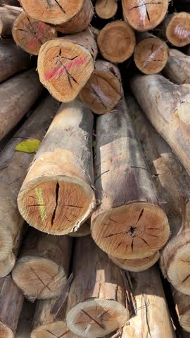 Stack of cut, marked, and stored tree logs outdoors at the sawmill.