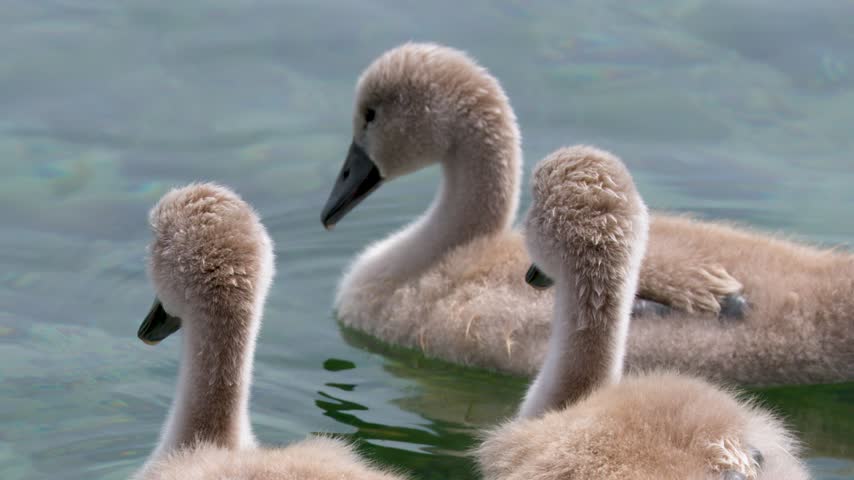 Young fluffy mute swan cygnets swim together on calm clear lake water in natural daylight.