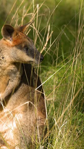 Close-up of a native swamp wallaby standing alert in tall sunlit grass in Dubbo, Australia.