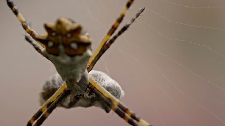 Macro orb weaver spider hanging on delicate web with long patterned legs and intricate body markings. Fine web strands and hairy details create a striking close up view.