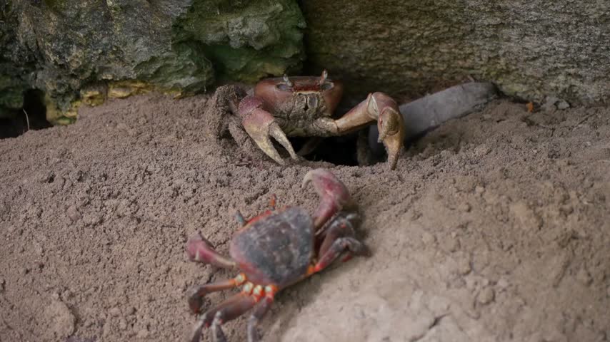 Two red mangrove crabs digging a burrow hole in sandy beach near rocks. Wild crabs habitat closeup.