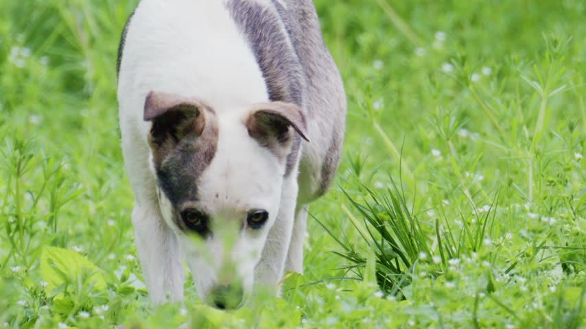 Candid footage showing curious dog moving across grassy field and peeking from behind tree while exploring park nature trail.