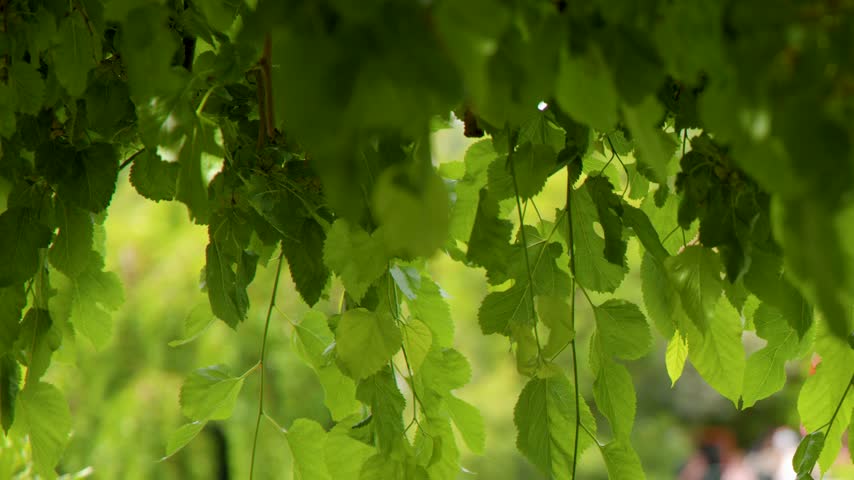 Lush green tree branches hang gently above a shimmering park lake in bright sunlight.