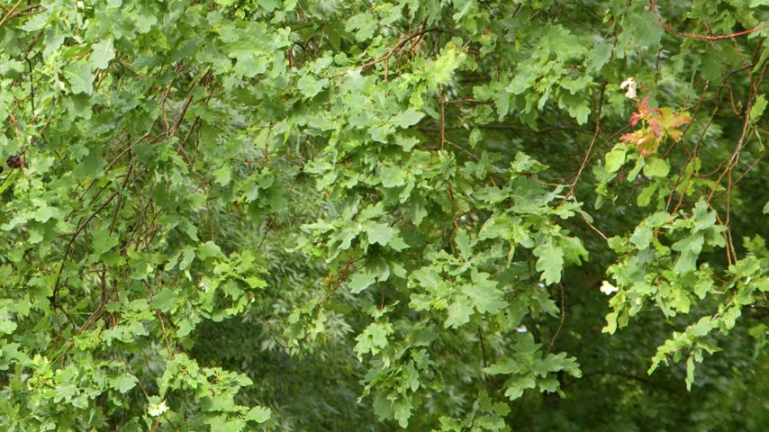 Dense vibrant green oak tree foliage rustling softly in natural daylight outdoors.
