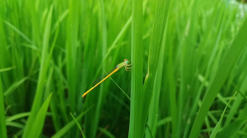 Small yellow damselfly perching on paddy leaf surrounded by lush green rice field foliage in natural daylight