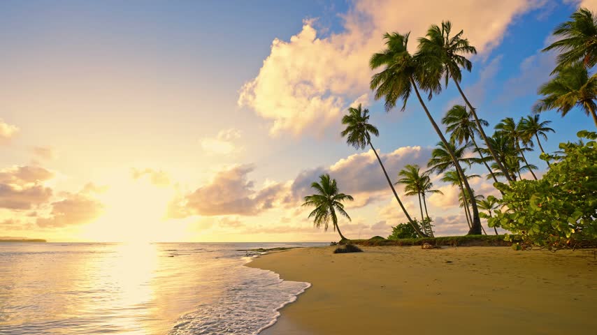 Beautiful palm trees on the beach at sunset. Caribbean tropical island landscape; views of sunset and sunrise. Palm trees on the sand and a calm sea. Summer beach scenery, vacation, or tropical getaway.