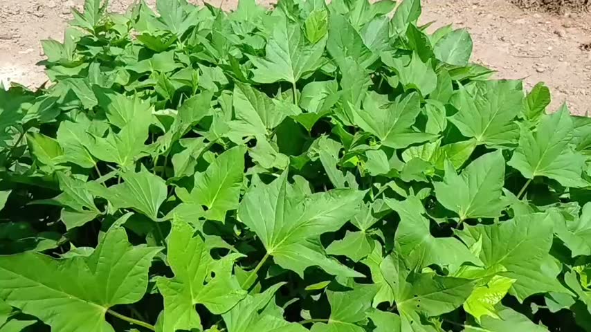 Dense green sweet potato vines with healthy leaves swaying in wind, organic sweet potato plantation close up