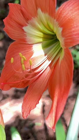 Beautiful Orange Amaryllis Flower in Full Bloom
