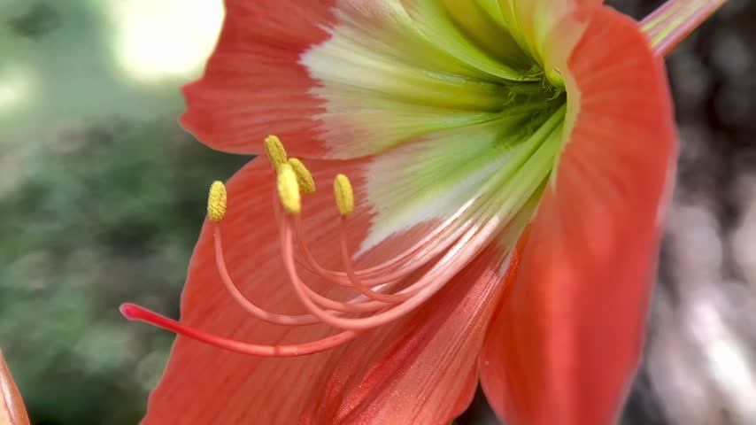 Beautiful Orange Amaryllis Flower in Full Bloom