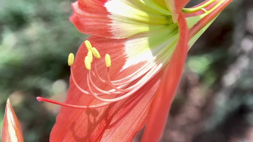 Beautiful Orange Amaryllis Flower in Full Bloom