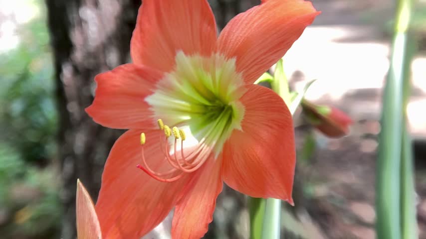 Beautiful Orange Amaryllis Flower in Full Bloom