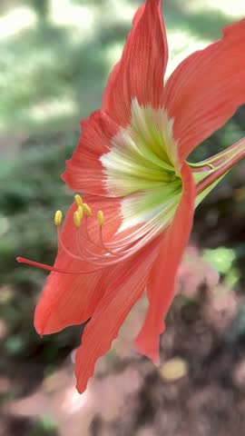 Beautiful Orange Amaryllis Flower in Full Bloom
