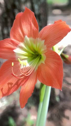 Beautiful Orange Amaryllis Flower in Full Bloom