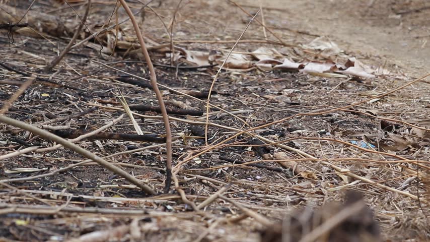 Close view of forest floor covered with dry twigs leaves and small debris showing natural texture and earthy tones.