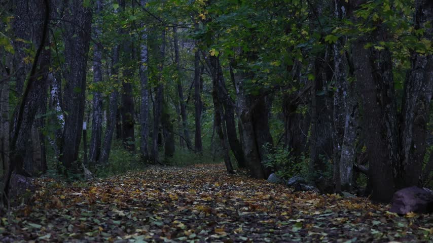Autumn Forest Landscape with Colorful Leaves Falling in Sunbeams