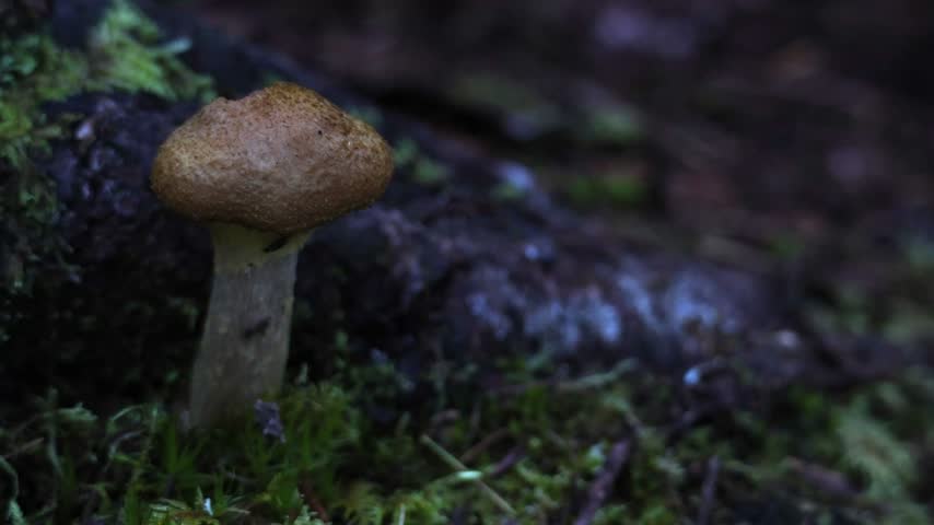 Close Up View of Small Wild Mushroom Growing in Mossy Forest Soil