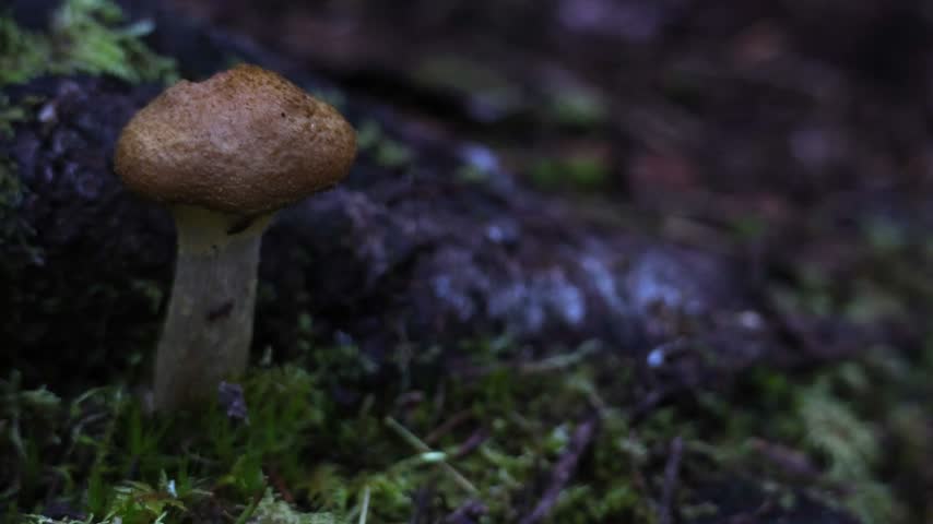 Close Up View of Small Wild Mushroom Growing in Mossy Forest Soil