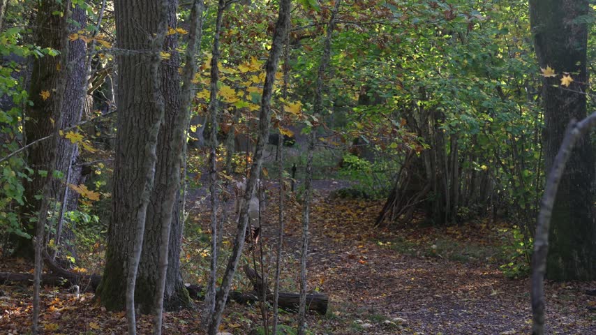 Autumn Forest Landscape with Colorful Leaves Falling in Sunbeams