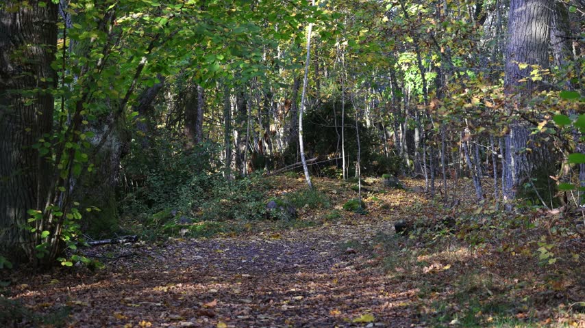 Autumn Forest Landscape with Colorful Leaves Falling in Sunbeams