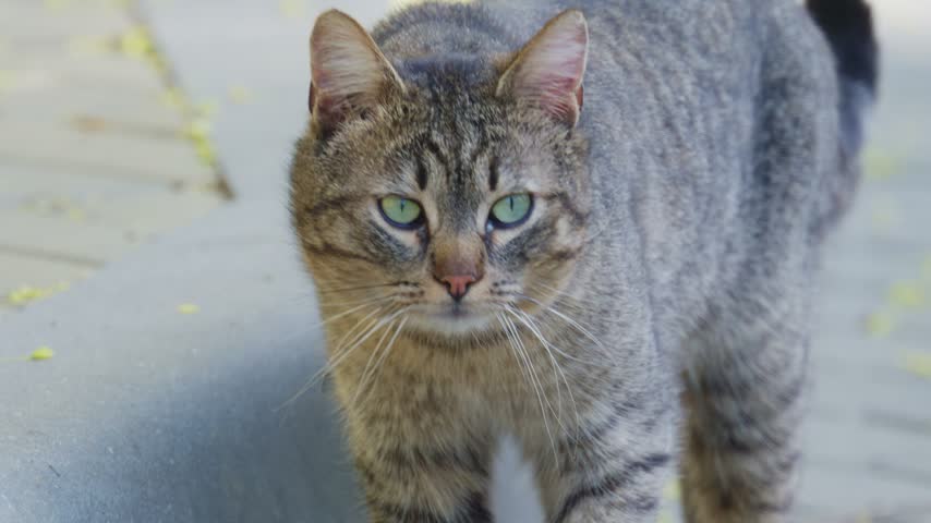 Close up cinematic footage of domestic tabby cat with green eyes walking cautiously on urban sidewalk during daytime.
