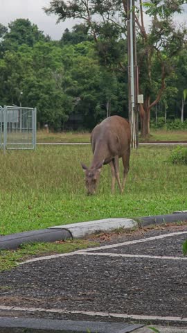 Deer eating grass in Khao Yai national park.
