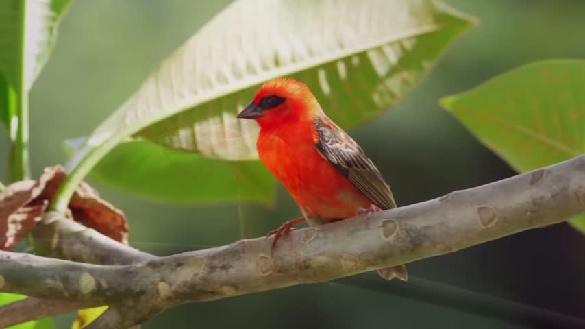This close-up shot features a magnificent red fody bird, showcasing its vivid crimson feathers as it rests on a sturdy tree branch. The blurred green leaves in the background provide